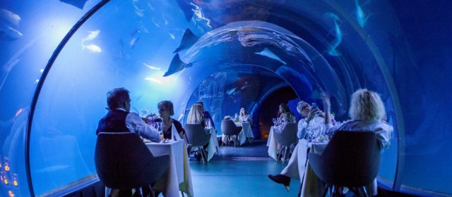 PODWODNA KOLACJA WE WROCŁAWSKIM ZOO Z GWIAZDAMI