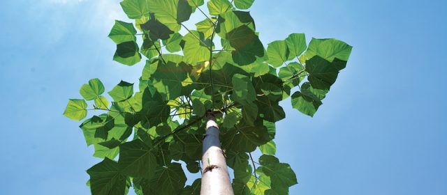 Drewno Oxytree przyszłością polskiego meblarstwa