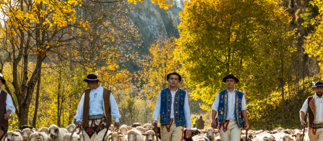 Jesienny redyk w Szczawnicy – Wielkie góralskie święto z setkami owiec na ulicach zachwyca turystów