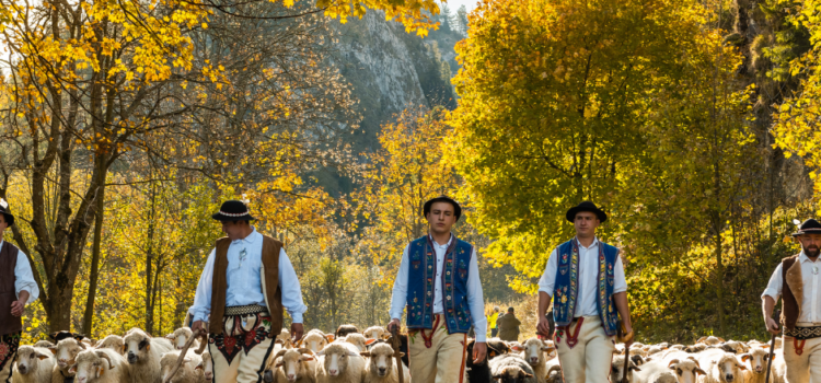 Jesienny redyk w Szczawnicy – Wielkie góralskie święto z setkami owiec na ulicach zachwyca turystów