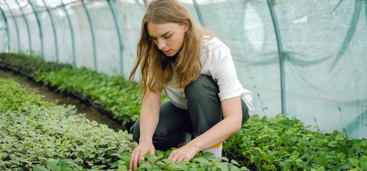 Seasonal Work No Longer for Teenagers? A Major Shift in Parents’ and Adolescents’ Attitudes Toward Responsibility