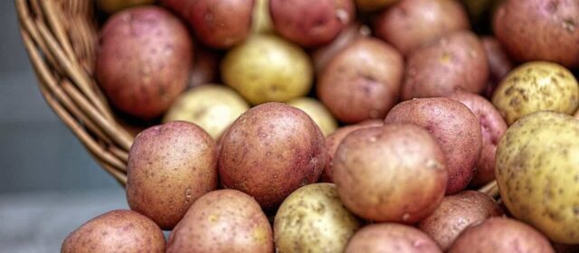 Kolorowe ziemniaki czyli „superfoods” po polsku